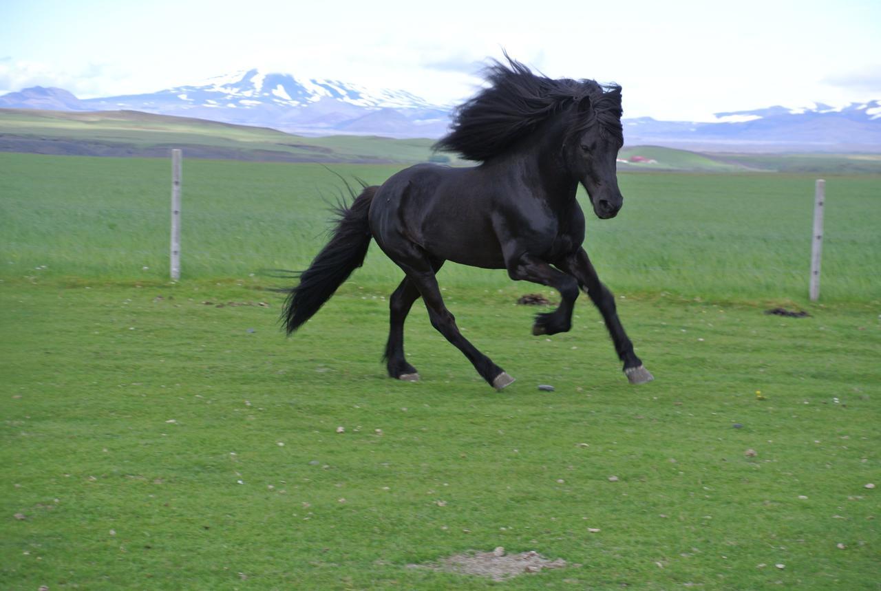 Hekla Adventures Villa Hvolsvöllur Eksteriør billede